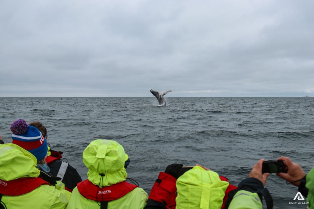 People in a boat watching whales