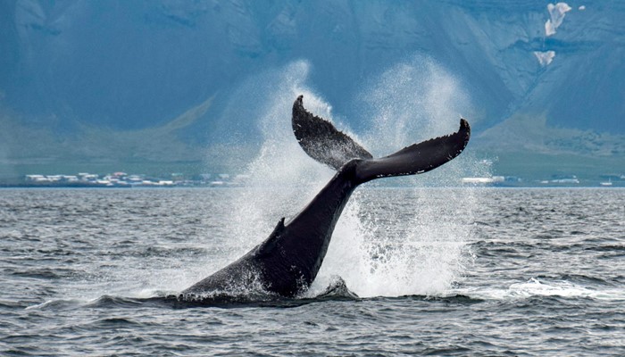Whale breach in the Icelandic sea