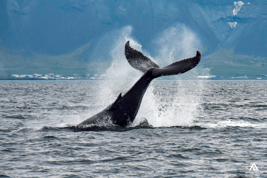 Whale breach in the Icelandic sea