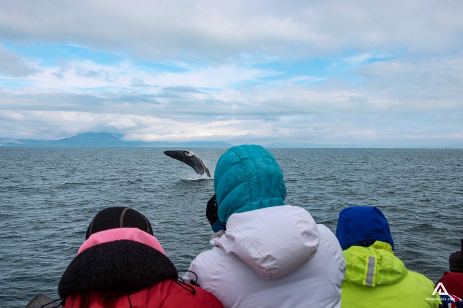 Whale breaches in front of tourists