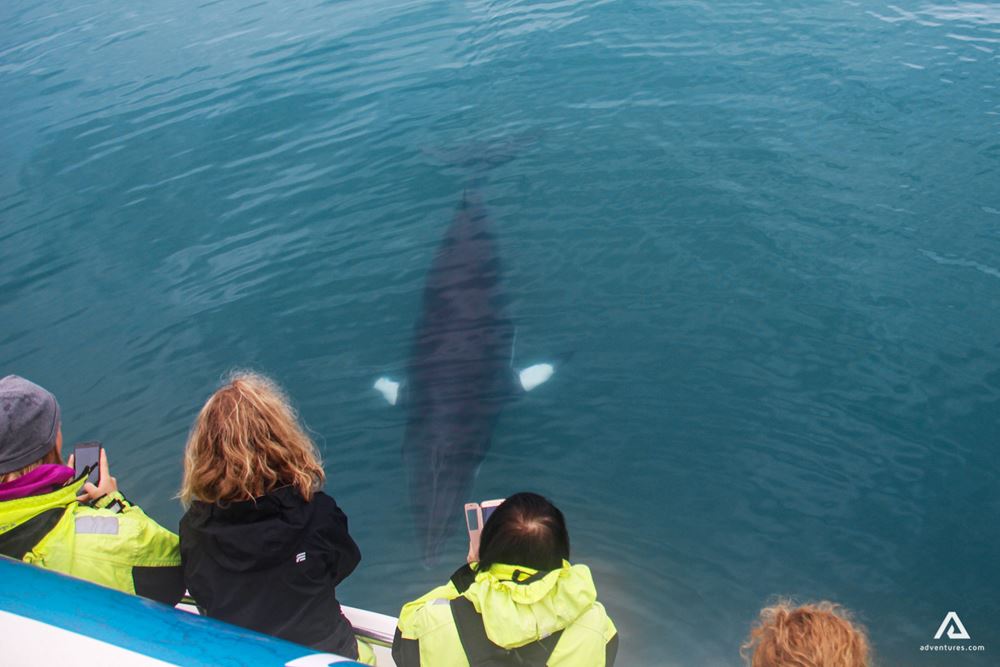 Tourists watching whales
