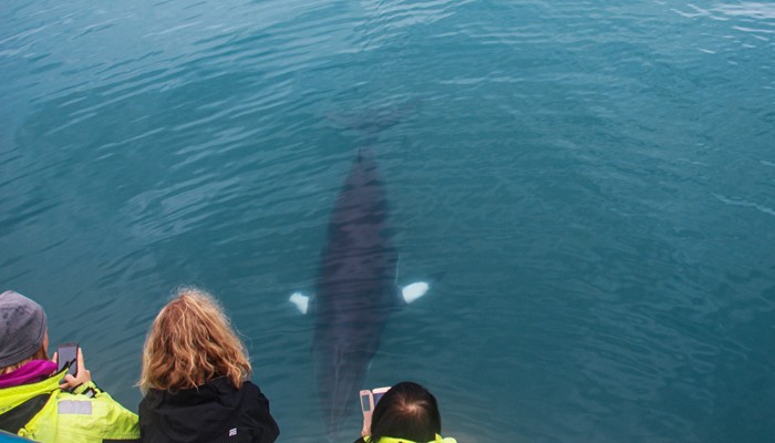 Whale put on show for tourists