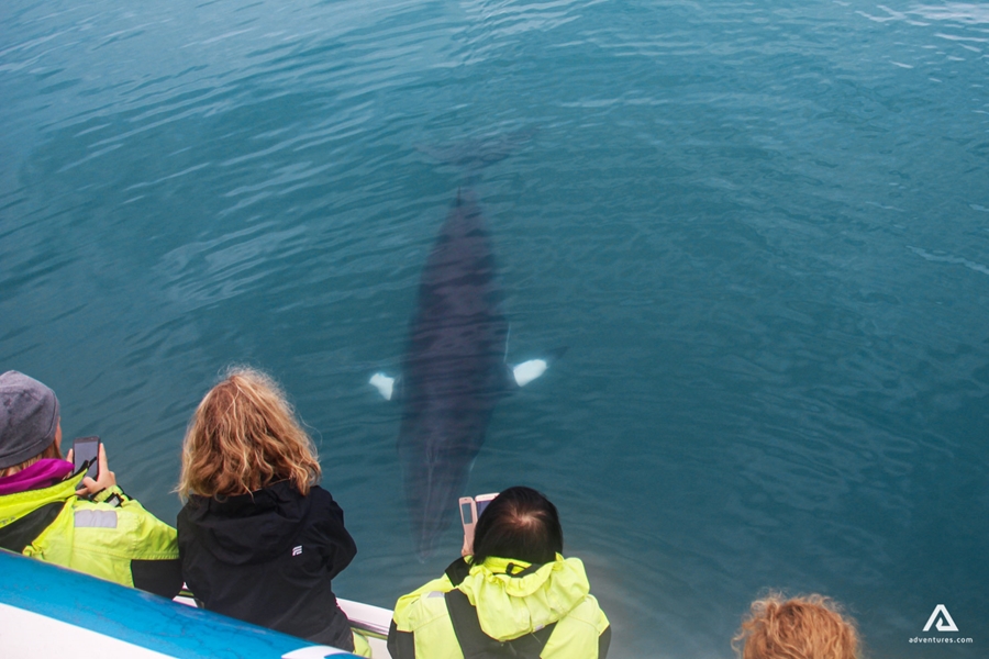 Tourists watching whales