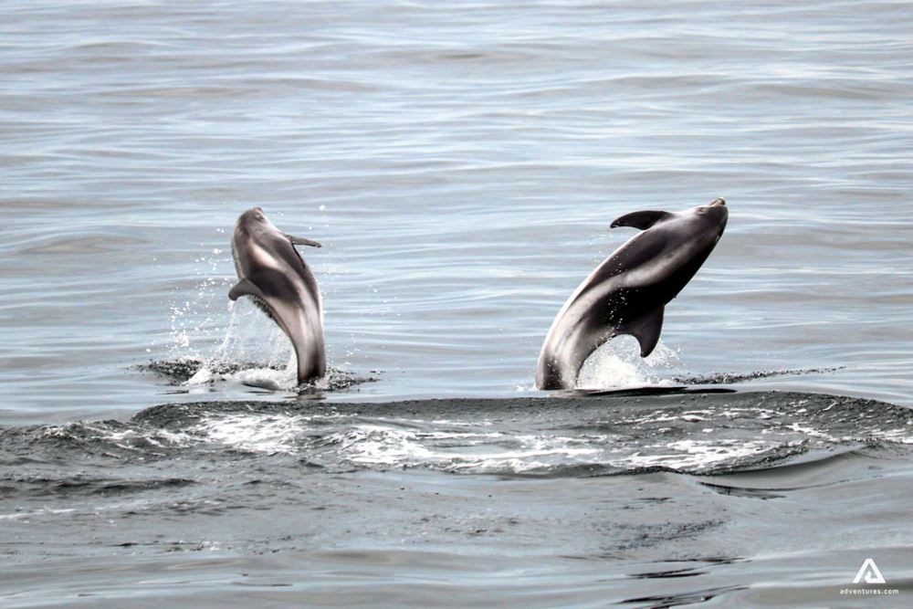 Dolphins breaching