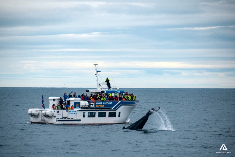 Whales breaching near boat in Iceland