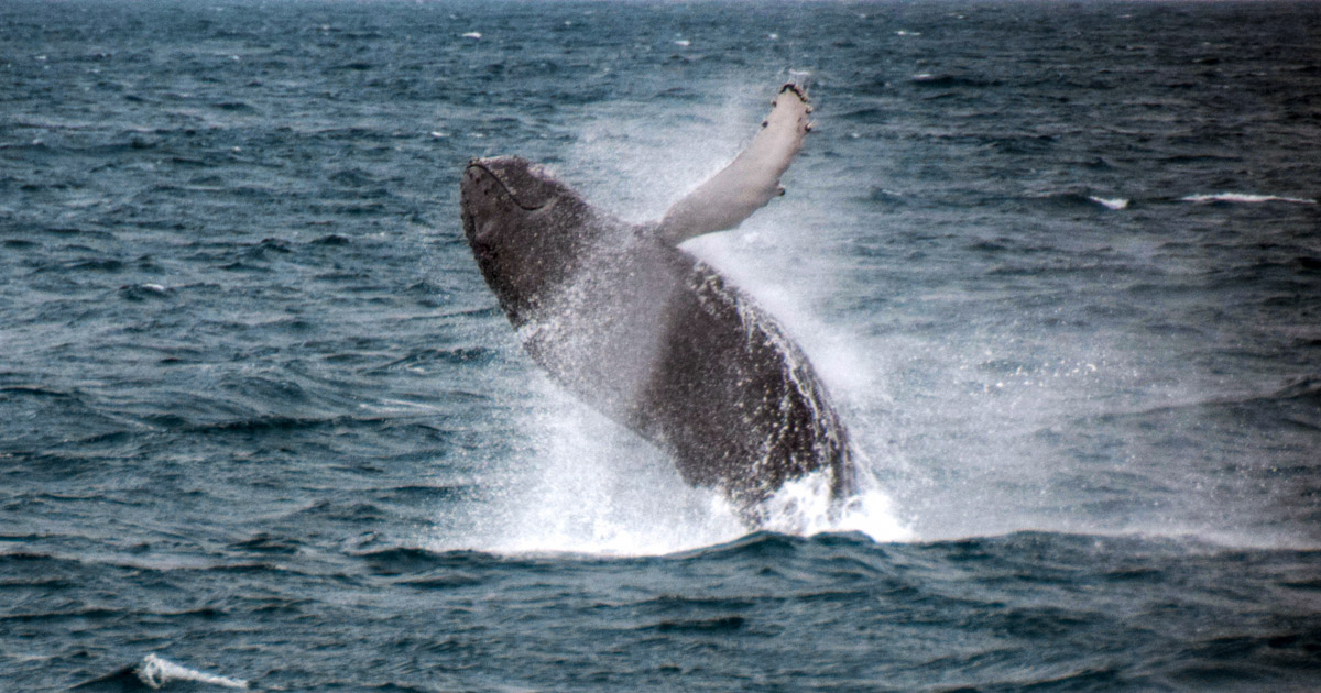 Whale Watching Tour from Reykjavik