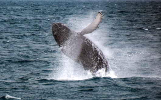 Observation des baleines au départ de Reykjavik