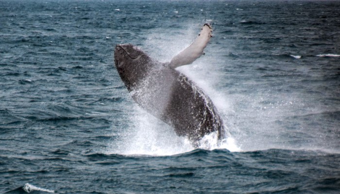 Whale Watching Tour from Reykjavik