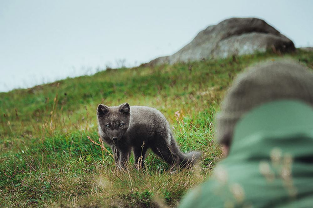 Curious Arctic Fox