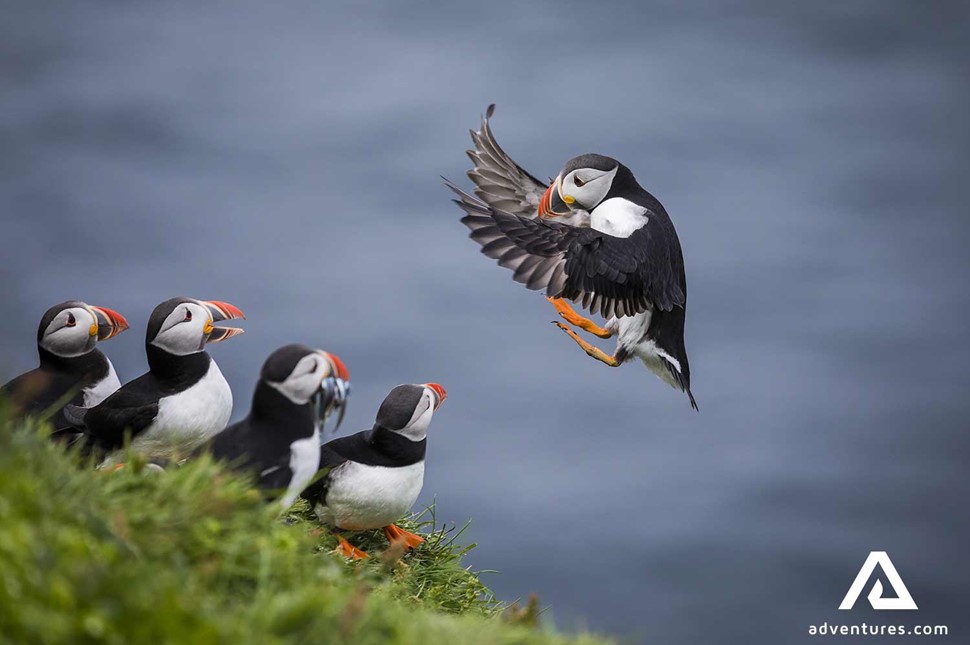 Puffin Tour Willdlife Birds in Iceland