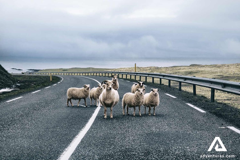 Sheep Danger Road Wildlife in Iceland