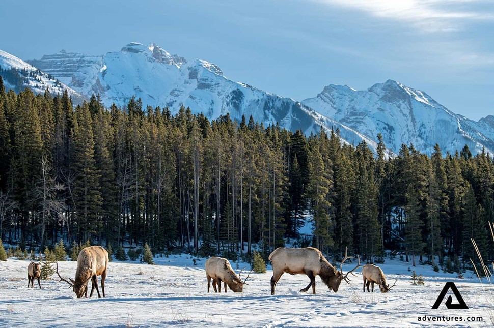 herd of elk in banff at winter