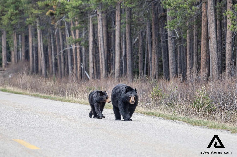 family of grizzly bears on a road in canada