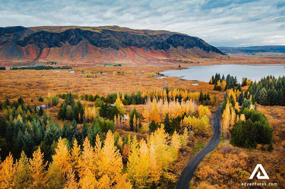 yellow autumn trees in iceland