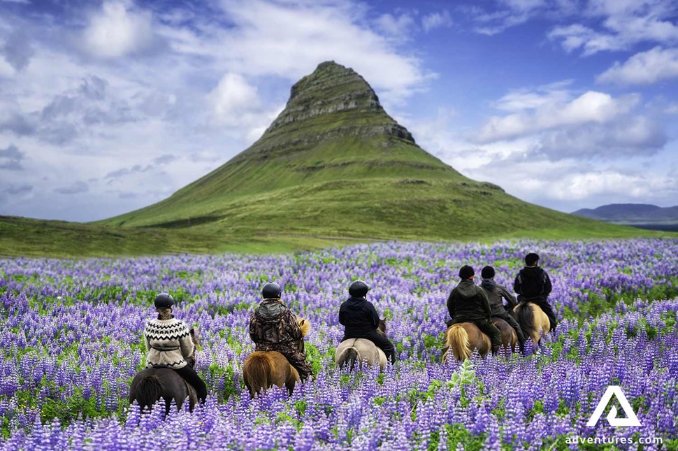 small group riding horses between lupines in iceland