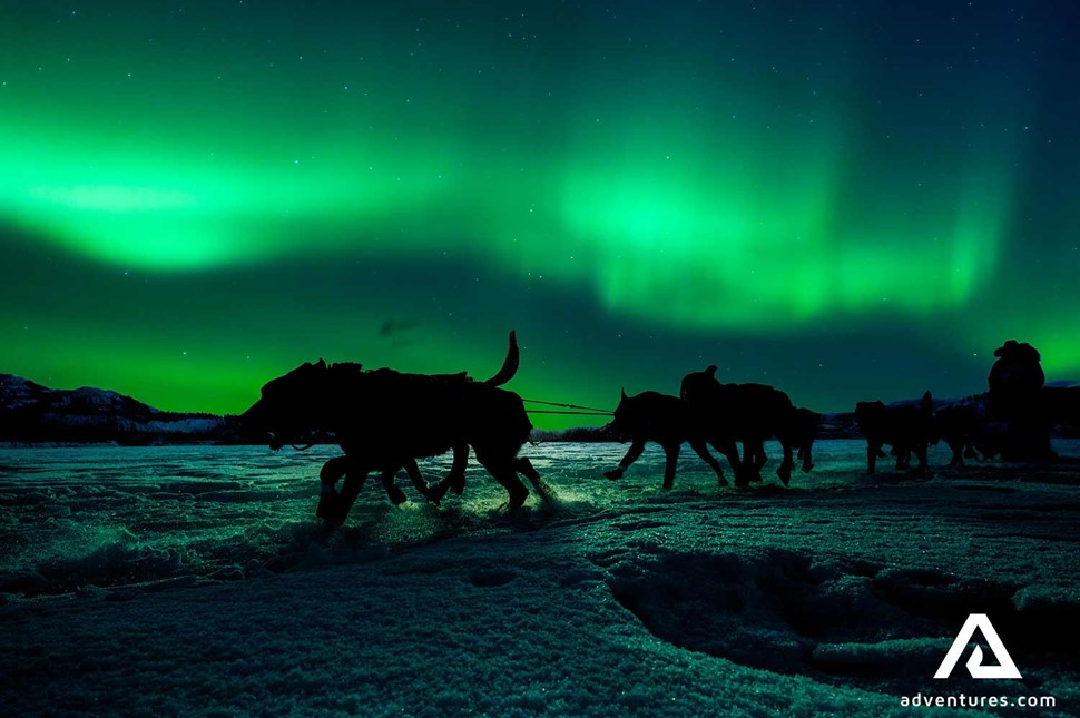 dog sledding at night with aurora borealis in canada